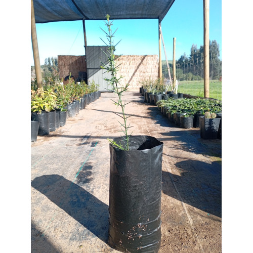 Retama (Retanilla ephedra) — retama nativa chile bajo consumo hídrico