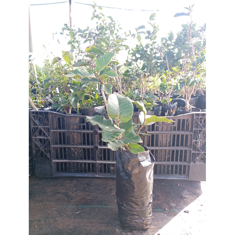 Litre (Lithraea caustica) — litre árbol nativo bajo consumo hídrico chile