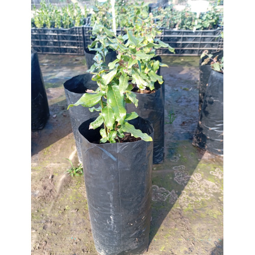 Belloto del norte (Beilschmiedia miersii) — belloto del norte árbol nativo chile precio