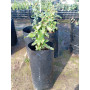 Belloto del norte (Beilschmiedia miersii) — belloto del norte árbol nativo chile precio