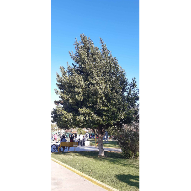 Belloto del norte (Beilschmiedia miersii) — belloto del norte árbol nativo chile precio