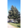 Belloto del norte (Beilschmiedia miersii) — belloto del norte árbol nativo chile precio
