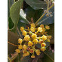 Belloto del norte (Beilschmiedia miersii) — belloto del norte árbol nativo chile precio