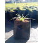 Chagual amarillo (Puya chilensis) — chagual amarillo puya chilensis comprar