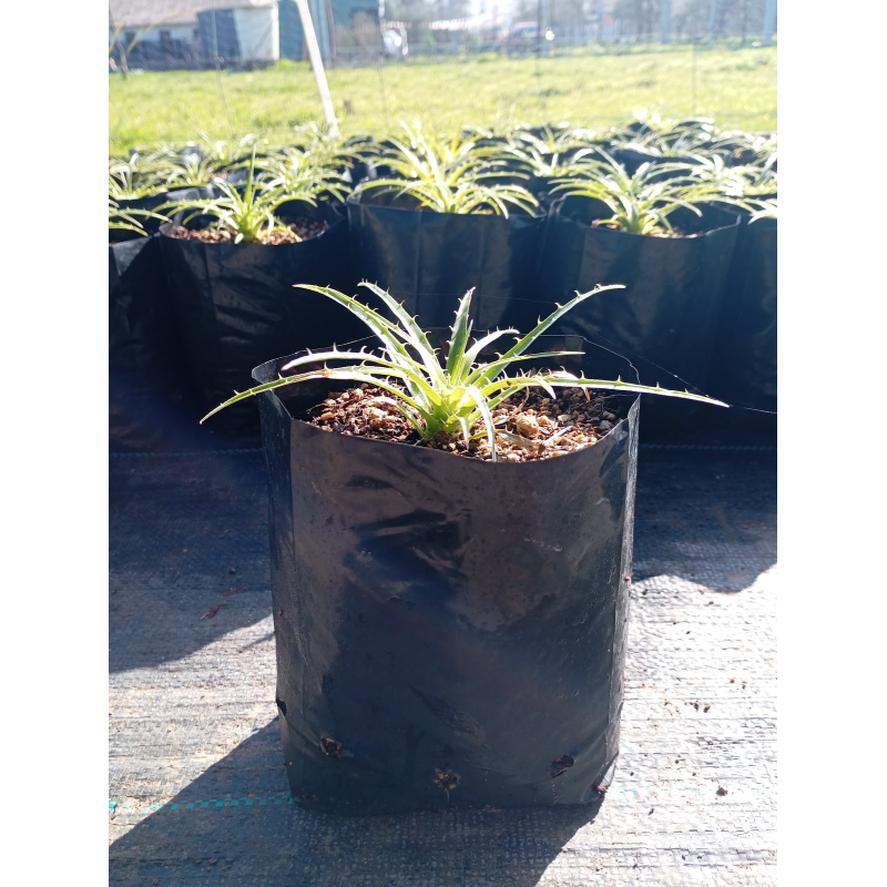 Chagual amarillo (Puya chilensis) — chagual amarillo puya chilensis comprar