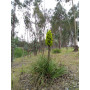 Chagual amarillo (Puya chilensis) — chagual amarillo puya chilensis comprar