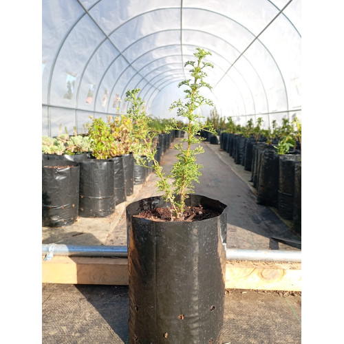 Chamiza (Bahia ambrosioides) — chamiza bahia ambrosioides comprar chile nativa
