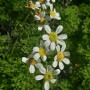 Chamiza (Bahia ambrosioides) — chamiza bahia ambrosioides comprar chile nativa
