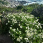 Chamiza (Bahia ambrosioides) — chamiza bahia ambrosioides comprar chile nativa