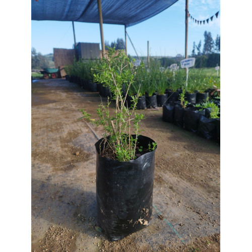 Coralillo (Lycium chilense) — coralillo lycium chilense nativo bajo consumo agua