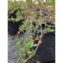 Coralillo (Lycium chilense) — coralillo lycium chilense nativo bajo consumo agua