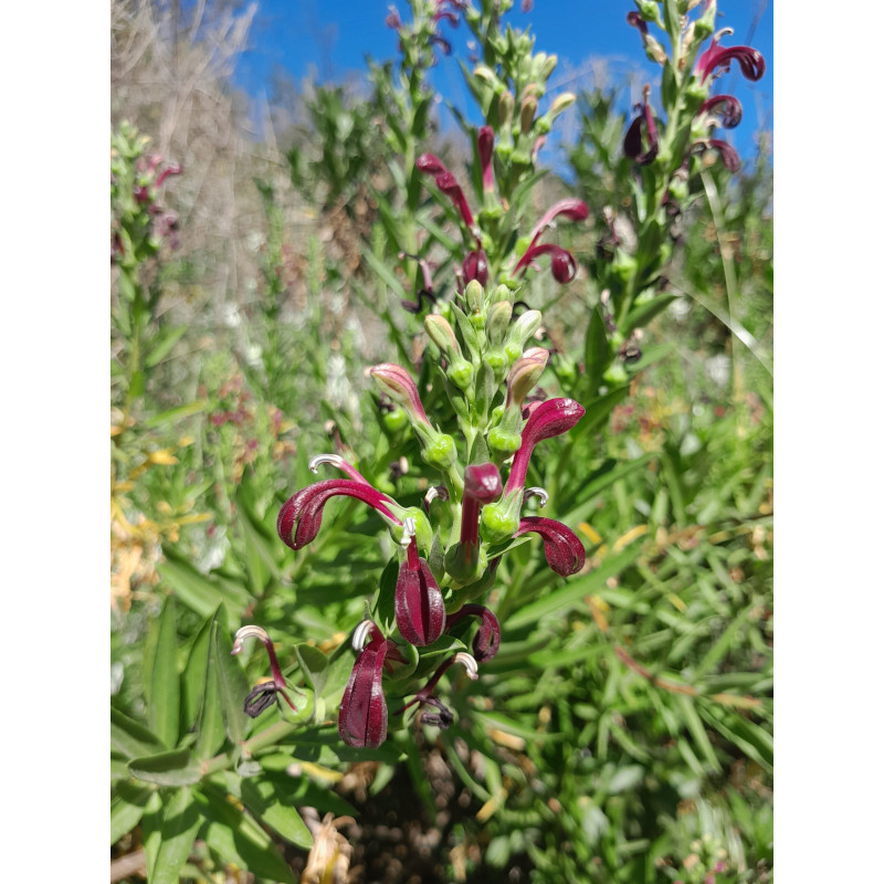 Tabaco del Diablo granate (Lobelia polyphylla) — tabaco del diablo granate planta nativa bajo consumo hídrico