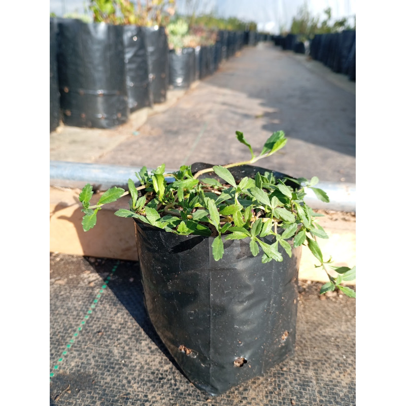 Tiqui tiqui (Phyla nodiflora) — tiqui tiqui cubresuelo nativo Chile precio