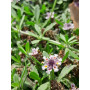 Tiqui tiqui (Phyla nodiflora) — tiqui tiqui cubresuelo nativo Chile precio