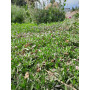 Tiqui tiqui (Phyla nodiflora) — tiqui tiqui cubresuelo nativo Chile precio