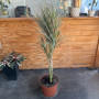 Dracena Tricolor (L)