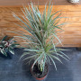 Dracena Tricolor (L)