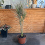 Dracena Tricolor (L)