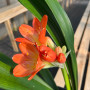 Clivia Miniata “Flor Salmón”