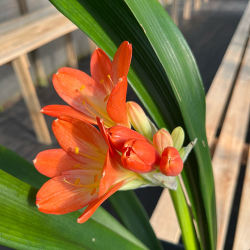 Clivia Miniata “Flor Salmón”
