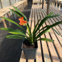 Clivia Miniata “Flor Salmón”