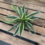 Bromelia Variegada