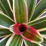 Bromelia Variegada