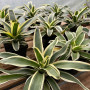 Bromelia Variegada