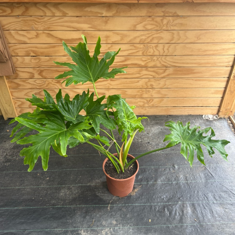 Philodendron Paraguayo (L)