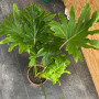 Philodendron Paraguayo