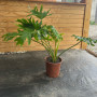 Philodendron Paraguayo