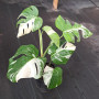 Monstera Borsigiana Variegada