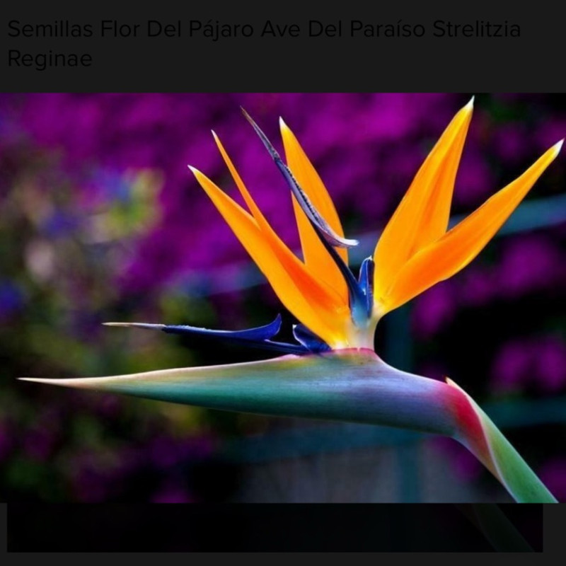 strelizia Reginae ( flor del pajaro )