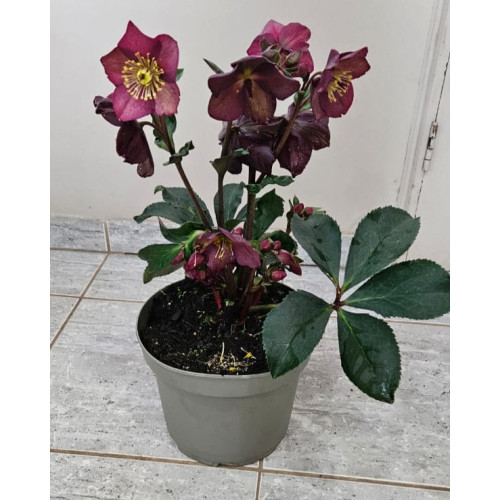 Helleborus