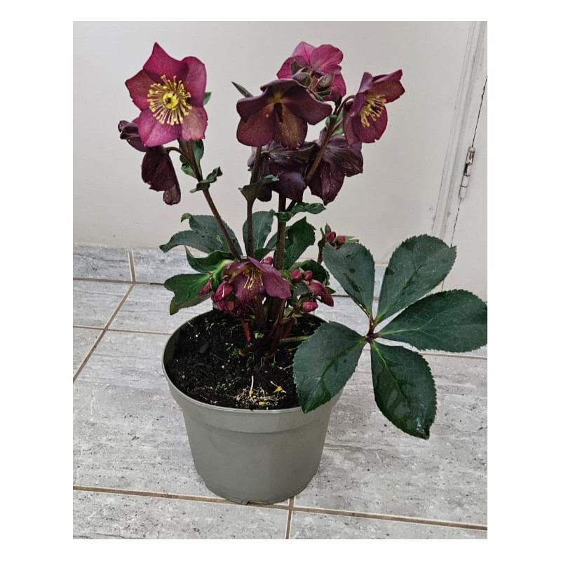 Helleborus