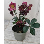 Helleborus