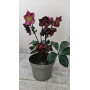 Helleborus