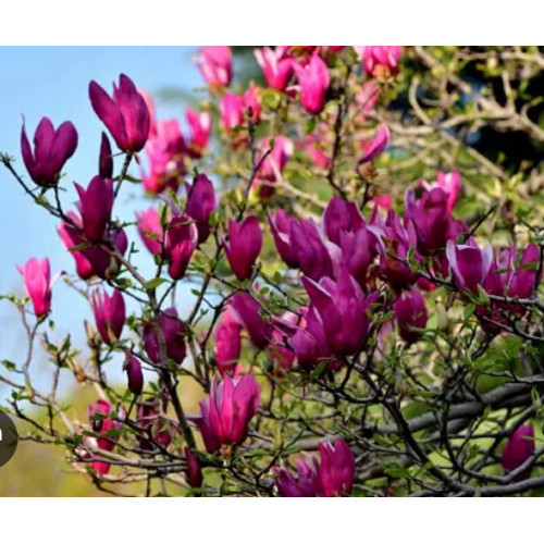 Magnolio Soulangeana Morado