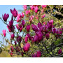 Magnolio Soulangeana Morado
