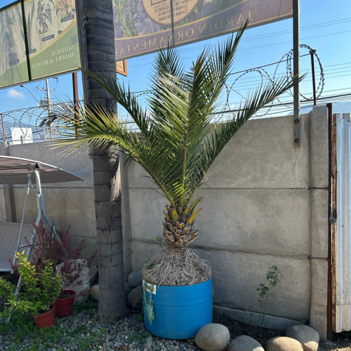 Palmera Chilena 3 m +10 Años de Edad