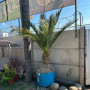 Palmera Chilena 3 m +10 Años de Edad