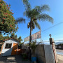 Palmera Chilena 3 m +10 Años de Edad