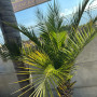 Palmera Chilena 3 m +10 Años de Edad