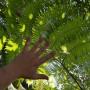Helecho Alsophila “ arbóreo “