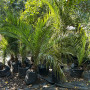 Palmera Fénix 3 Metros – Gran Porte