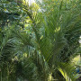 Palmera Fénix 3 Metros – Gran Porte