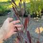 Pack 10 Stenocarpus – 30-40 cm de Altura, Ideal para Cierre