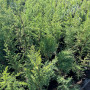 Pack 20 Pinos Macrocarpa – 70 cm de Altura, Cierre Rápido