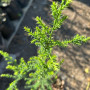 Pack 10 Pinos Macrocarpa – 70 cm de Altura, Cierre Rápido