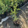 Pack 10 Pinos Macrocarpa – 70 cm de Altura, Cierre Rápido